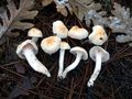 Hygrophorus lindtneri